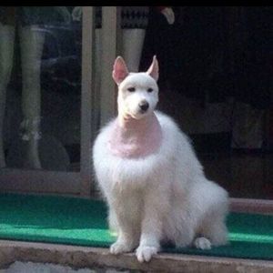 Meet your Posher, Bald